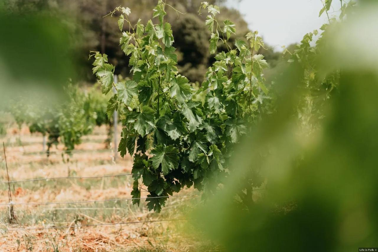 Domaine Des Bruguieres Villa Entrecasteaux Ngoại thất bức ảnh